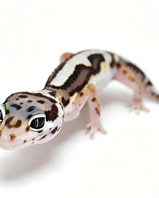 Baby geco leopardino, teca, insetti