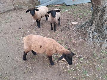 Agnelli suffolk di 3 mesi