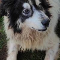 CANE IN ADOZIONE PEGGY TG media