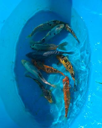 Carpe koi
