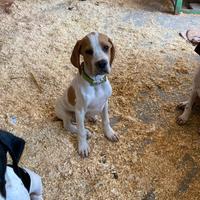 2 cuccioli pointer inglese