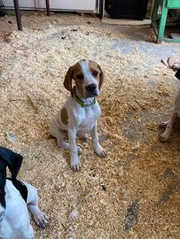 2 cuccioli pointer inglese