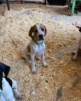 2 cuccioli pointer inglese