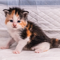 Cuccioli di Maine Coon