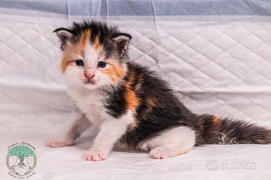 Cuccioli di Maine Coon