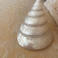 Conchiglia madreperla