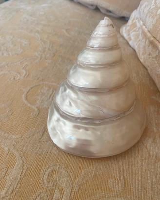 Conchiglia madreperla