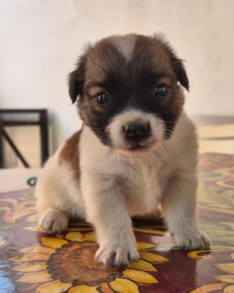 Cucciolo jack russel pelo lungo zampa corta