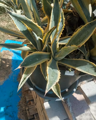 piante