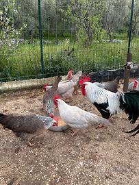 Galli Livornese