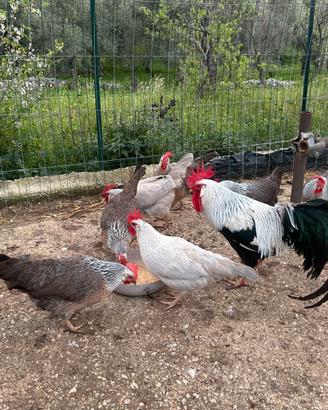 Galli Livornese