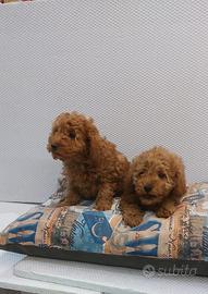 Cuccioli di barboncini