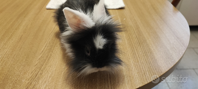 Conigli nani testa di leone