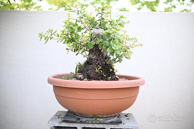 Bonsai di leccio quercus ilex