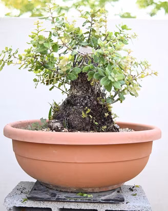 Bonsai di leccio quercus ilex