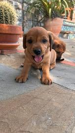 Cuccioli di cane medio piccoli