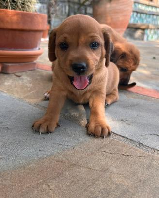 Cuccioli di cane medio piccoli