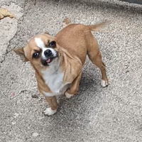 Stalloncino Chihuahua