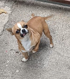 Stalloncino Chihuahua