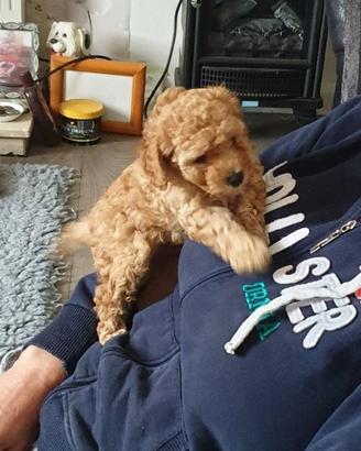 Barboncino albicocca cuccioli