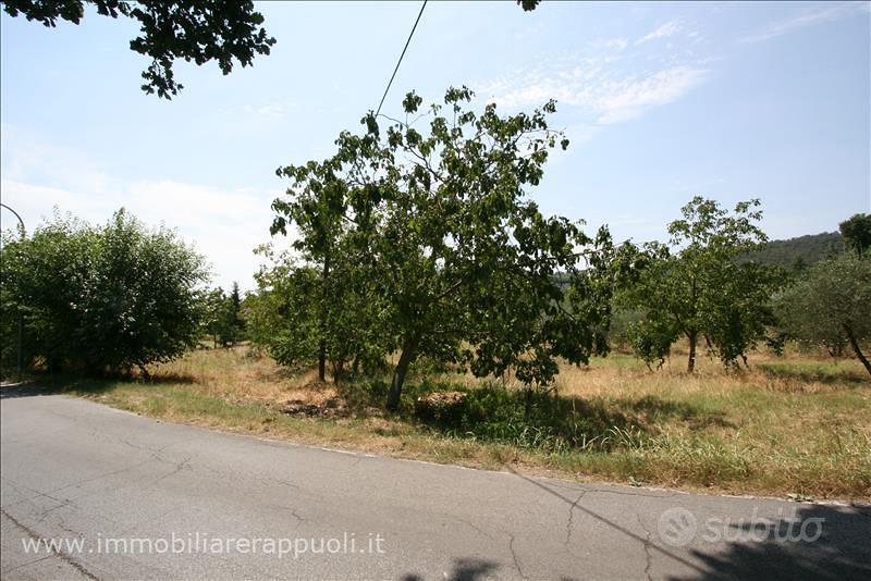 TR72 - Scrofiano terreno in posizione coll - Vista 3