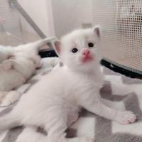 Ragdoll con pedigree