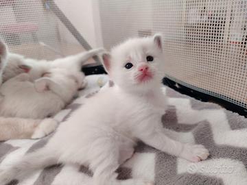 Ragdoll con pedigree