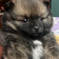 Disponibile Spiz Pomerania