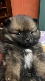Disponibile Spiz Pomerania