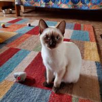 Cucciolo Siamese Thai Pedigree