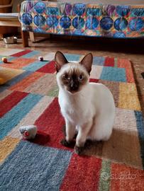 Cucciolo Siamese Thai Pedigree
