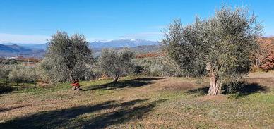 Vendita uliveto produttivo