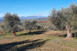Vendita uliveto produttivo
