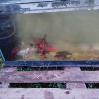 Carpe koi
