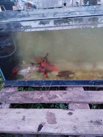 Carpe koi