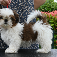 Cucciole shih tzu pedigree enci