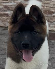 Akita americano cucciolo