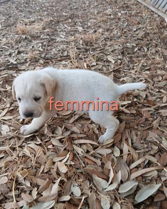 Cuccioli dogo sardo fonnese