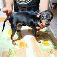 Pinscher cucciolo