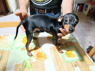 Pinscher cucciolo