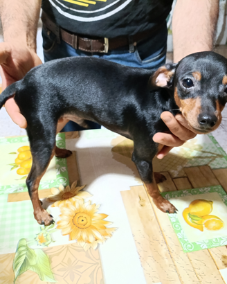 Pinscher cucciolo