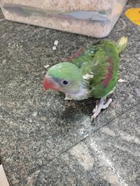 Pullo grande alessandrino