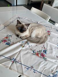 Gatta sacra birmana vuole accoppiarsi