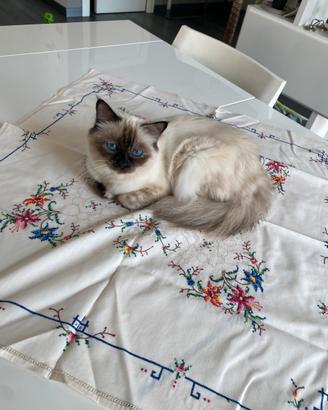 Gatta sacra birmana vuole accoppiarsi