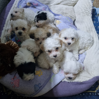 Barboncino \ maltipoo