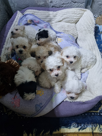 Barboncino \ maltipoo