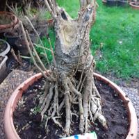 Bonsai Ibisco Ibiscus legnoso