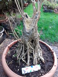 Bonsai Ibisco Ibiscus legnoso