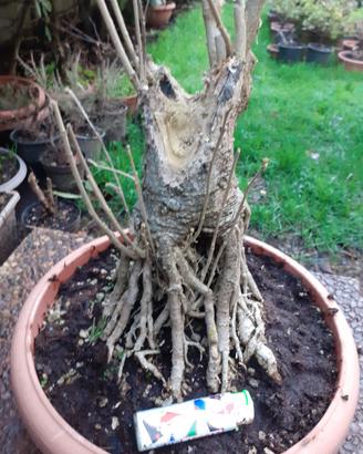 Bonsai Ibisco Ibiscus legnoso