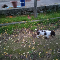 Cucciola di Lagotto romagnolo